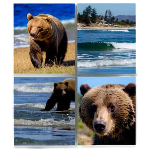 California Coastal Bear PNG Nij59