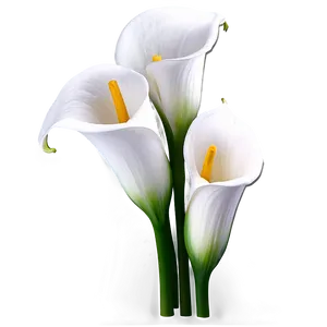 Calla Lily Background PNG 06282024