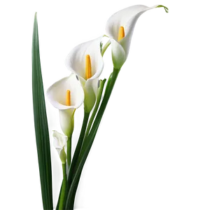 Calla Lily Background PNG Mqj