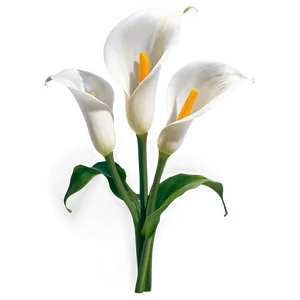 Calla Lily Flower Transparent PNG 95 PNG