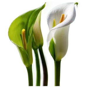 Calla Lily Flower Transparent PNG Lab PNG