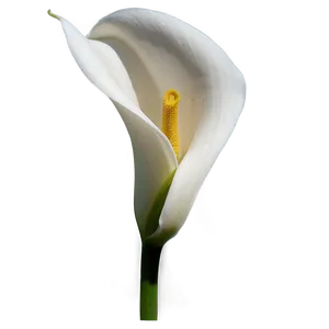 Calla Lily Flower Transparent PNG Phj PNG