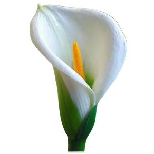 Calla Lily Majesty PNG Qgt60