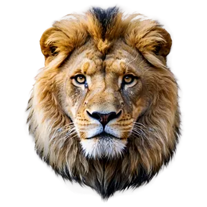 Calm Lion Face Png Msf PNG image