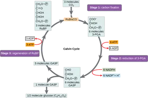 Calvin Cycle Photosynthesis Diagram PNG image
