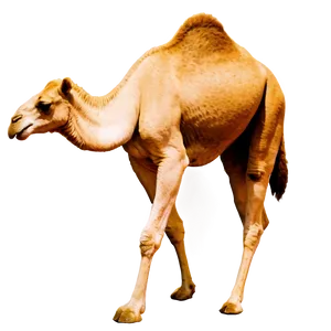 Camel Drinking Water PNG 24