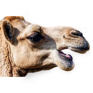 Camel Face Close Up PNG 05212024