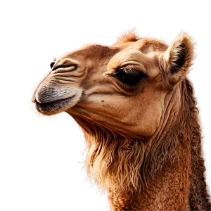 Camel Face Close Up Png Buu51 PNG image