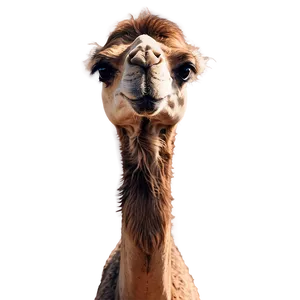 Camel Family PNG 05212024