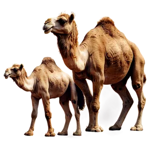 Camel Family PNG Bjg