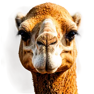 Camel Head PNG 05212024