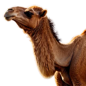 Camel Head PNG 05212024