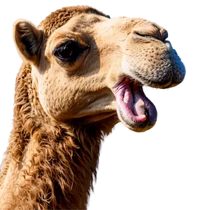Camel Head PNG Qio