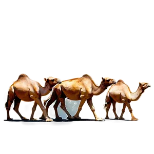 Camel Herd PNG 05212024