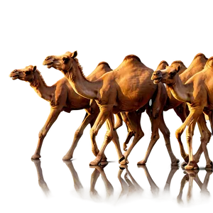 Camel Herd PNG 22