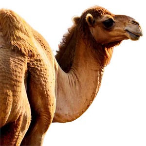 Camel Herd Png 40 PNG image