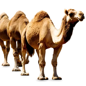 Camel Herd PNG Fel