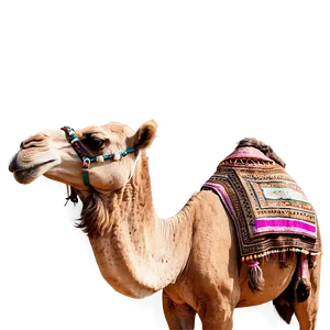 Camel In Desert PNG 25