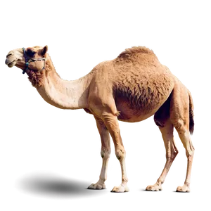 Camel In Desert Png Lmc PNG image