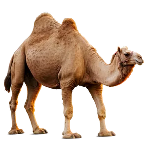Camel In Motion PNG Wqf3 PNG