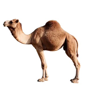 Camel In Natural Habitat PNG 05212024