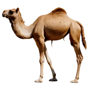 Camel In Natural Habitat PNG Rch PNG