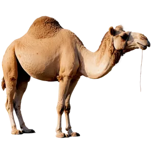 Camel In Natural Habitat PNG Tob PNG