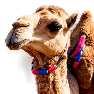 Camel In Oasis PNG 39