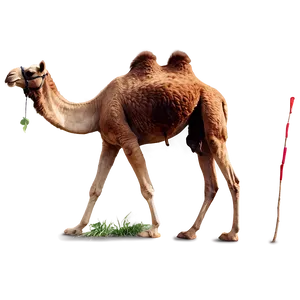 Camel In Oasis PNG Oon20
