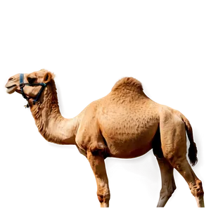Camel In Profile PNG 05212024 PNG