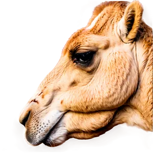 Camel In Profile PNG 3