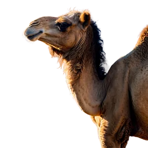 Camel In Profile PNG Ogr61 PNG