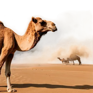 Camel In Sandstorm PNG 38