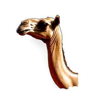 Camel Outline PNG 05212024