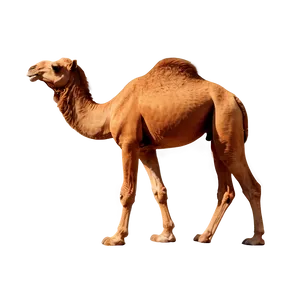 Camel Outline PNG Ten