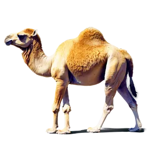 Camel Pack PNG Vup
