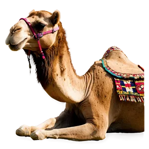 Camel Resting PNG 05212024