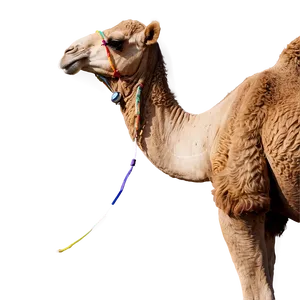 Camel Resting Png 3 PNG image