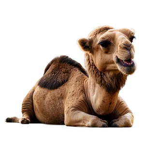 Camel Resting Png Ycq PNG image