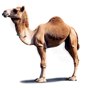 Camel Ride PNG 05212024