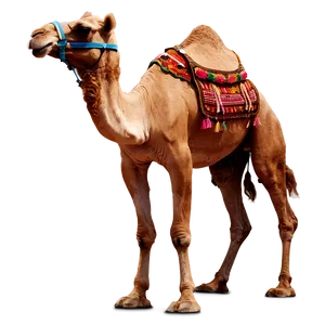 Camel Ride PNG Qys69