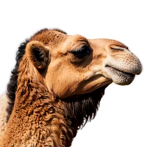 Camel Side View PNG 05212024