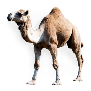 Camel Silhouette PNG 62