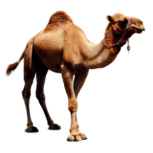 Camel Silhouette PNG Pbv53
