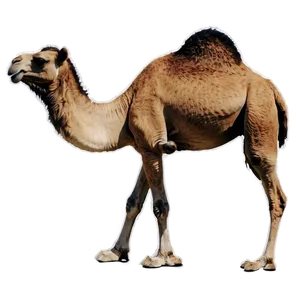 Camel Silhouette Png The89 PNG image