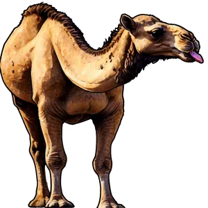 Camel Sketch PNG 05212024