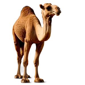 Camel Standing Still PNG 05212024 PNG