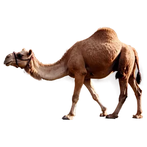 Camel Standing Still PNG Hyg16 PNG