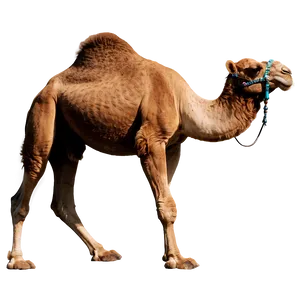 Camel Walking PNG Jwq43