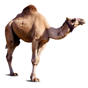 Camel Walking PNG Ped